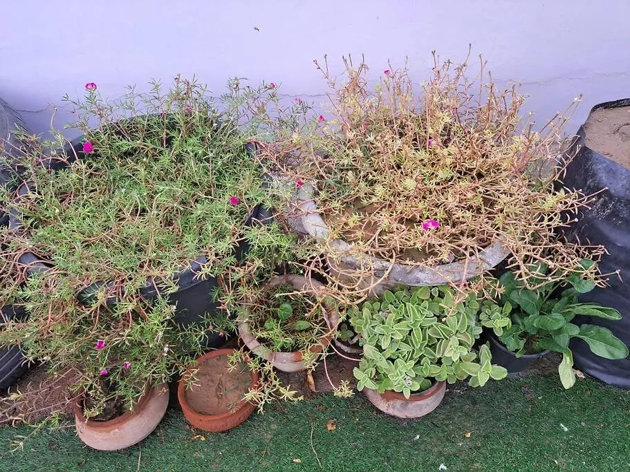 Green Bacchus By Walias Gurgaon 0*,